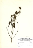 藏品(糙葉耳藥花)的圖片